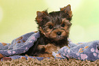 liegender Yorkshire Terrier Welpe