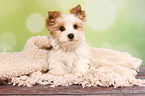 sitzender Yorkshire Terrier Welpe