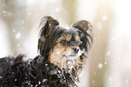 Yorkshire Terrier Portrait