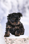 Yorkshire Terrier Welpe