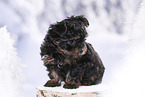 Yorkshire Terrier Welpe
