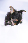 Yorkshire Terrier Welpe
