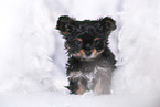 Yorkshire Terrier Welpe