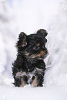 Yorkshire Terrier Welpe