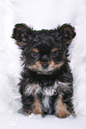 Yorkshire Terrier Welpe