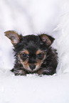 Yorkshire Terrier Welpe