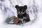 Yorkshire Terrier Welpe