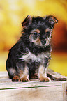 Yorkshire Terrier Welpe