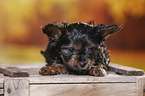 Yorkshire Terrier Welpe