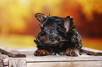 Yorkshire Terrier Welpe