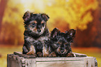 2 Yorkshire Terrier Welpen