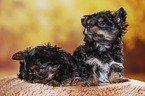 2 Yorkshire Terrier Welpen