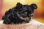 Yorkshire Terrier Welpe