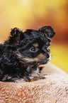 Yorkshire Terrier Welpe