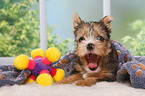 Yorkshire Terrier Welpe