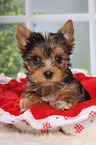 Yorkshire Terrier Welpe