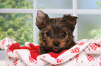 Yorkshire Terrier Welpe