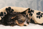 schlafender Yorkshire Terrier Welpe