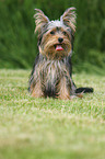 sitzender Yorkshire Terrier