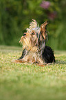 liegender Yorkshire Terrier