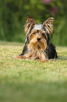 liegender Yorkshire Terrier