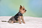 sitzender Yorkshire Terrier