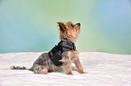 sitzender Yorkshire Terrier