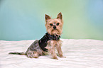 sitzender Yorkshire Terrier