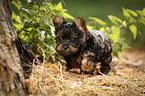 Yorkshire Terrier Welpe