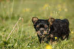 Yorkshire Terrier Welpe
