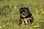 Yorkshire Terrier Welpe