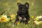 Yorkshire Terrier Welpe