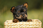 Yorkshire Terrier Welpe