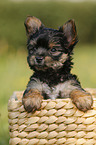 Yorkshire Terrier Welpe