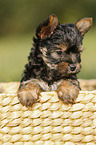 Yorkshire Terrier Welpe