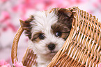 Yorkshire Terrier Welpe