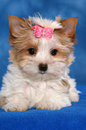 Yorkshire Terrier Welpe