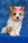 Yorkshire Terrier Welpe