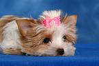 Yorkshire Terrier Welpe