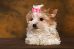 Yorkshire Terrier Welpe