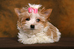 Yorkshire Terrier Welpe