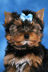 Yorkshire Terrier Welpe