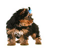 Yorkshire Terrier Welpe