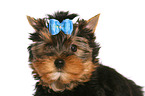 Yorkshire Terrier Welpe