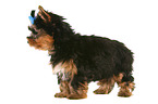 Yorkshire Terrier Welpe