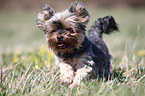 rennender Yorkshire Terrier