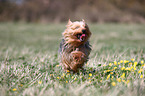 rennender Yorkshire Terrier