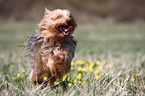 rennender Yorkshire Terrier