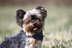 Yorkshire Terrier Portrait