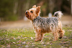 stehender Yorkshire Terrier